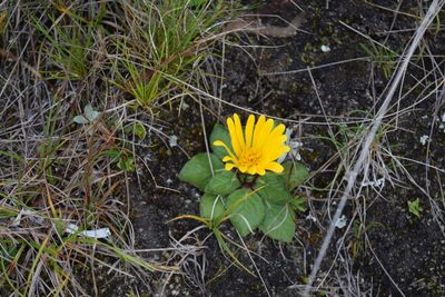 Paranephelius ovatus, photographed by Floro Ortiz Contreras