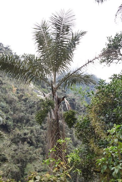 Ceroxylon pityrophyllum, photographed by Floro Ortiz Contreras