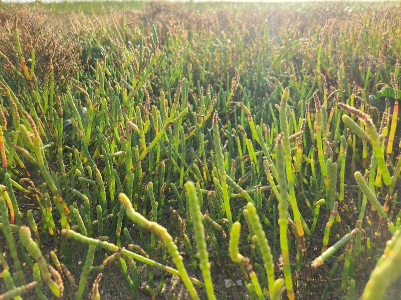 Salicornia perennis, photographed by Jeff Wilson