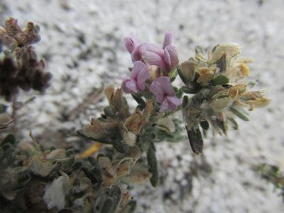 Aspalathus argyrella, photographed by Caroline Voget