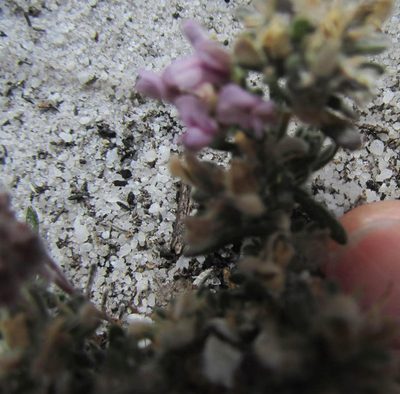 Aspalathus argyrella, photographed by Caroline Voget