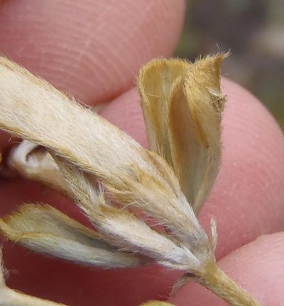 Argyrolobium collinum, photographed by Nicola van Berkel
