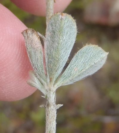 Argyrolobium collinum, photographed by Nicola van Berkel