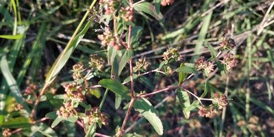 Euphorbia nutans, photographed by Jeff D Hansen