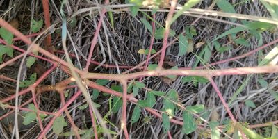 Euphorbia nutans, photographed by Jeff D Hansen