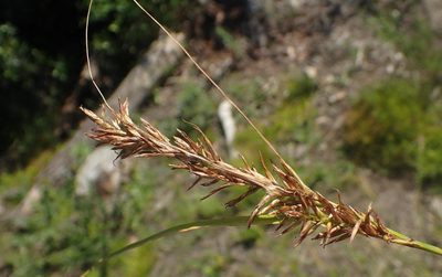 Carex capensis, photographed by Nicola van Berkel