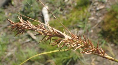 Carex capensis, photographed by Nicola van Berkel