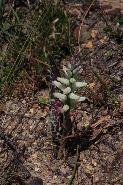 Lachenalia capensis, photographed by Tony Rebelo