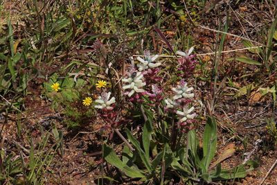Lachenalia capensis, photographed by Tony Rebelo