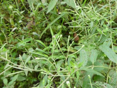 Epilobium coloratum, photographed by botanygirl