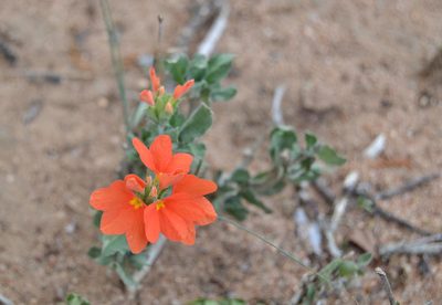Crossandra mucronata, photographed by Caroline Voget