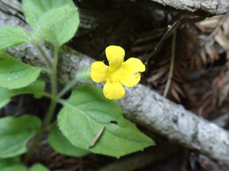 Erythranthe ptilota, photographed by joergmlpts