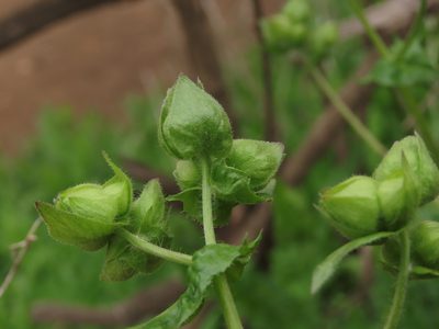 Moscharia pinnatifida, photographed by Nicolás Lavandero