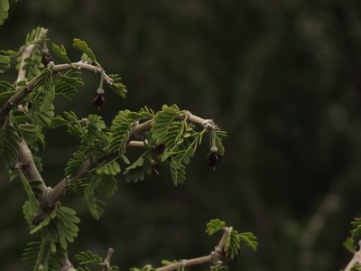 Porlieria chilensis, photographed by Nicolás Lavandero