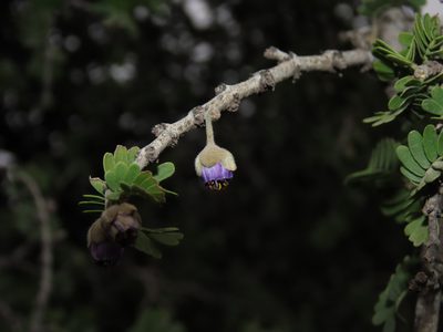 Porlieria chilensis, photographed by Nicolás Lavandero