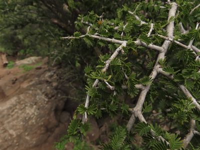 Porlieria chilensis, photographed by Nicolás Lavandero