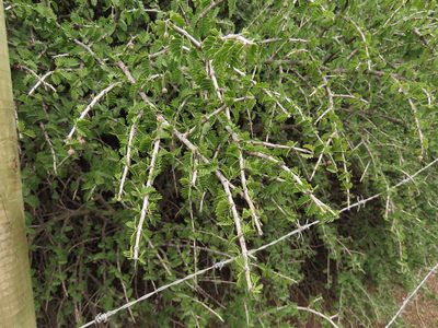 Porlieria chilensis, photographed by Nicolás Lavandero