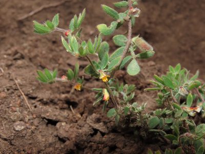 Acmispon subpinnatus, photographed by Nicolás Lavandero