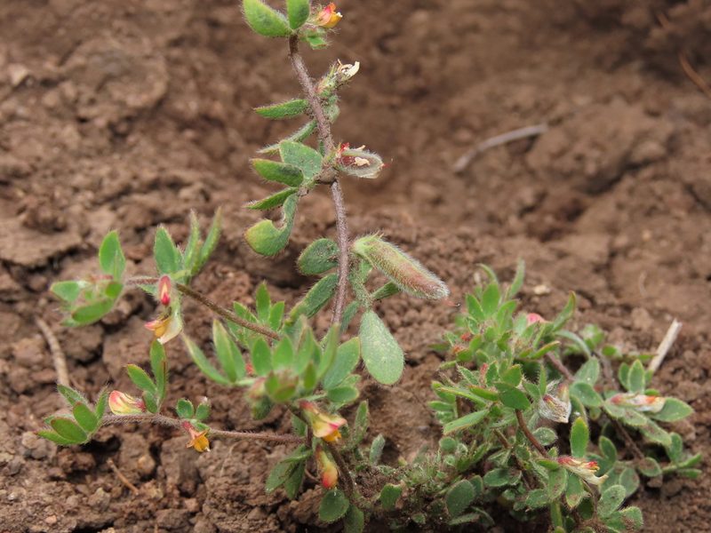 Acmispon subpinnatus, photographed by Nicolás Lavandero
