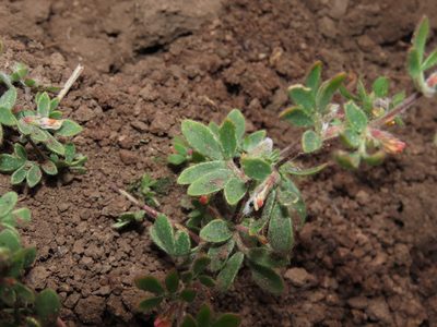 Acmispon subpinnatus, photographed by Nicolás Lavandero