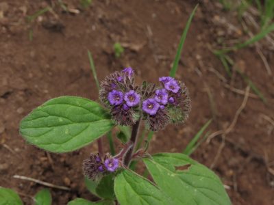 Phacelia brachyantha, photographed by Nicolás Lavandero