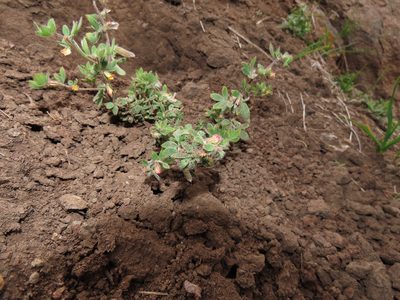 Acmispon subpinnatus, photographed by Nicolás Lavandero
