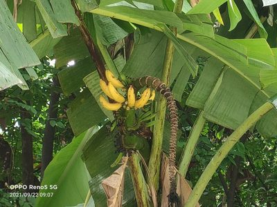 Musa acuminata, photographed by Ong Jyh Seng