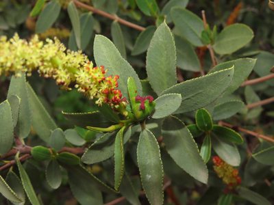 Colliguaja odorifera, photographed by Nicolás Lavandero