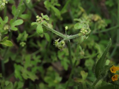 Bowlesia uncinata, photographed by Nicolás Lavandero