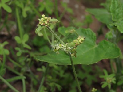 Bowlesia uncinata, photographed by Nicolás Lavandero