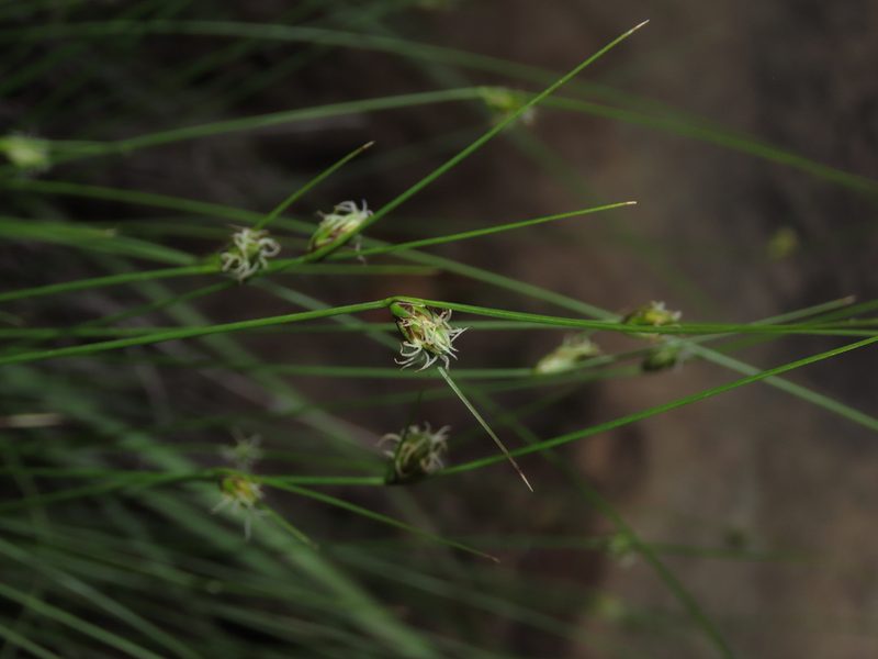 Carex setifolia, photographed by Nicolás Lavandero