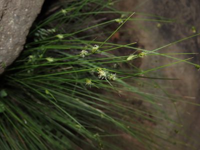 Carex setifolia, photographed by Nicolás Lavandero