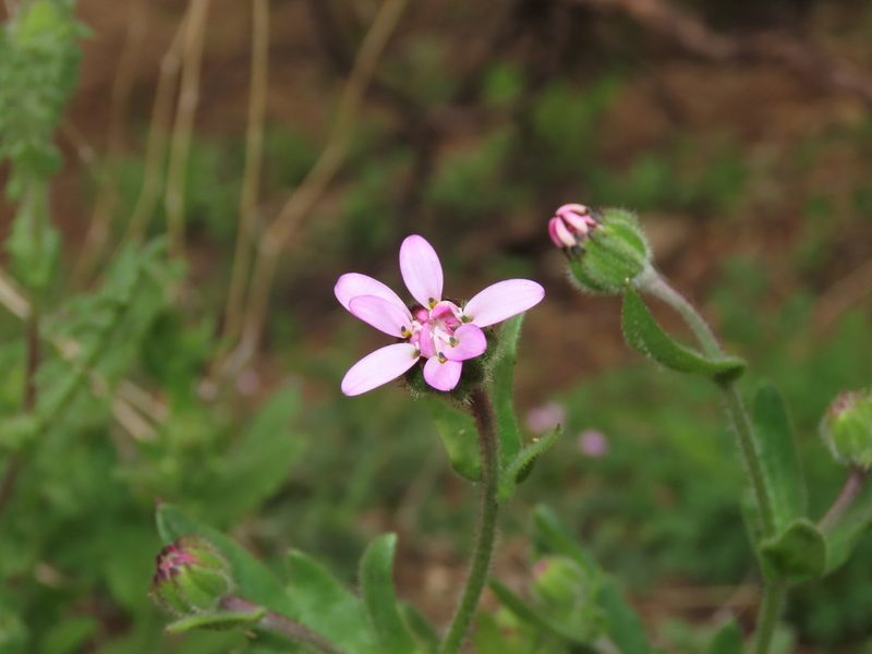 Leucheria glandulosa, photographed by Nicolás Lavandero