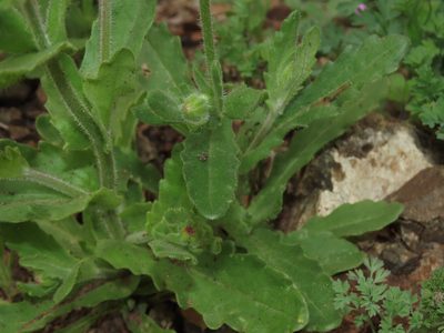 Leucheria glandulosa, photographed by Nicolás Lavandero