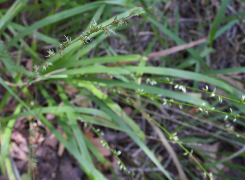 Chasmanthium laxum, photographed by saltyhiker