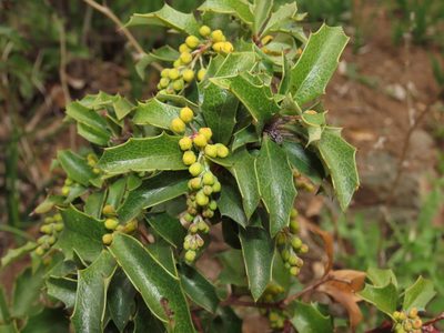 Berberis chilensis, photographed by Nicolás Lavandero