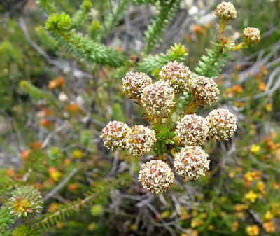 Berzelia cordifolia, photographed by Di Turner