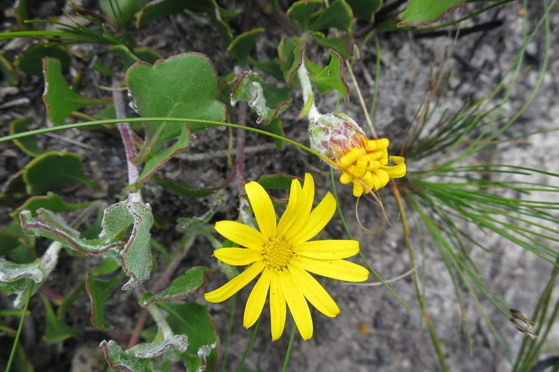 Osteospermum potbergense, photographed by Di Turner