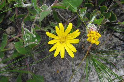 Osteospermum potbergense, photographed by Di Turner