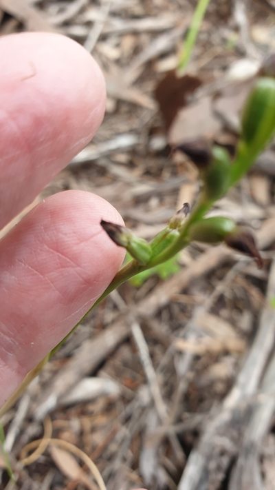 Prasophyllum goldsackii, photographed by Rosalie Lawrence