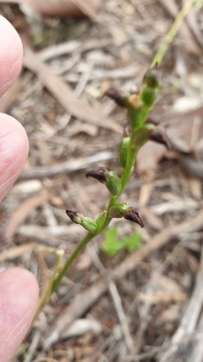 Prasophyllum goldsackii, photographed by Rosalie Lawrence