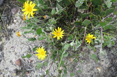 Osteospermum potbergense, photographed by Di Turner