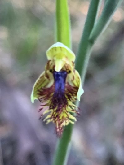 Calochilus campestris, photographed by Lukas Clews