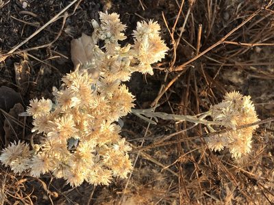 Pseudognaphalium beneolens, photographed by mushroomshindig