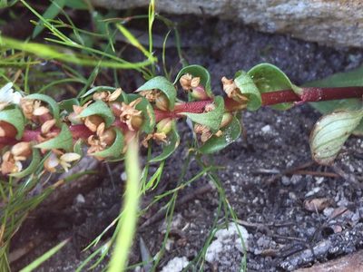Satyrium bicallosum, photographed by Dave U