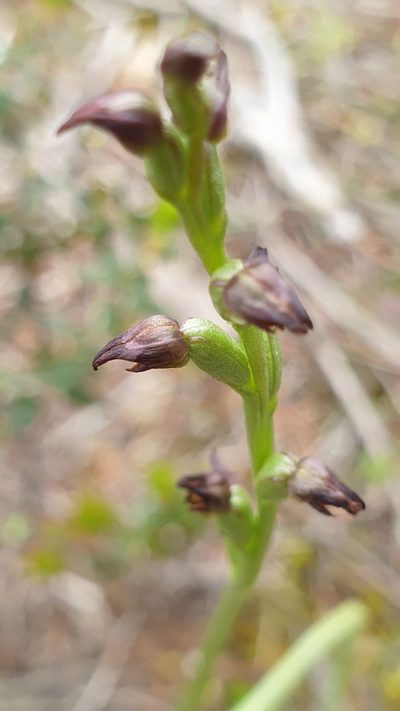 Prasophyllum goldsackii, photographed by Rosalie Lawrence