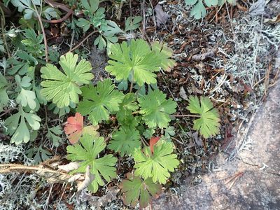 Geranium bicknellii, photographed by Mary Krieger