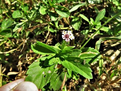 Phyla lanceolata, photographed by Annika Lindqvist