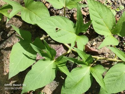 Ipomoea batatas, photographed by Ong Jyh Seng