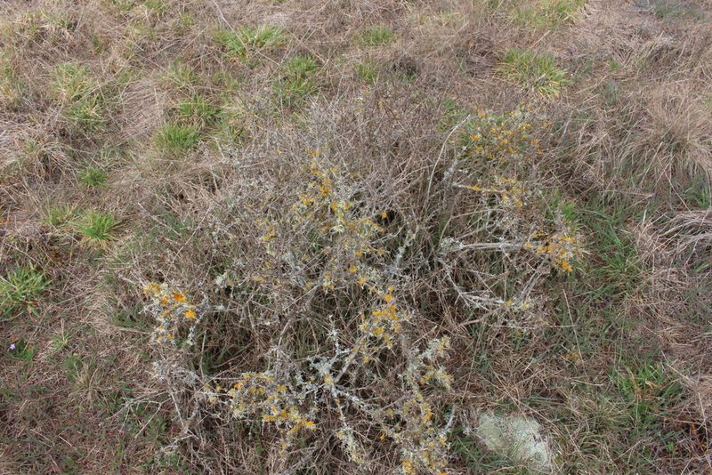 Olearia adenocarpa, photographed by Joe Potter Butler